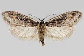 Attēlu rezultāti vaicājumam “Semioscopis oculella”