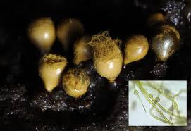 Attēlu rezultāti vaicājumam “Didymium spongiosum spores”