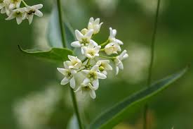 Attēlu rezultāti vaicājumam “Vincetoxicum hirundinaria”