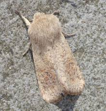 Attēlu rezultāti vaicājumam “Orthosia cruda”