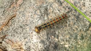 Attēlu rezultāti vaicājumam “Lymantria dispar”