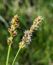 Attēlu rezultāti vaicājumam “Carex hirta fruit”