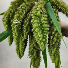 Attēlu rezultāti vaicājumam “Setaria italica”