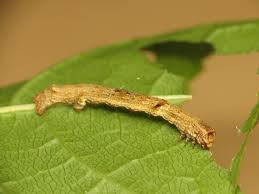 Attēlu rezultāti vaicājumam “Ectropis crepuscularia”