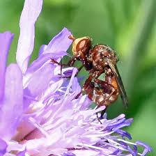 Attēlu rezultāti vaicājumam “Schoenus ferrugineus flower”