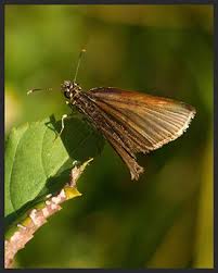 Attēlu rezultāti vaicājumam “Heteropterus morpheus underside”