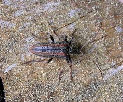 Attēlu rezultāti vaicājumam “Oxymirus cursor”