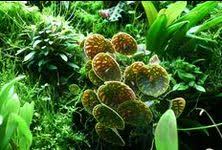 Attēlu rezultāti vaicājumam “Riccardia multifida”