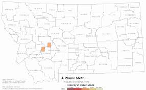 Attēlu rezultāti vaicājumam “Platyptilia tesseradactyla”