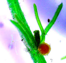 Attēlu rezultāti vaicājumam “Chara intermedia female”