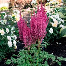 Image result for Astilbe