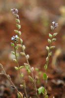 Attēlu rezultāti vaicājumam “Myosotis micrantha”
