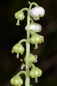 Attēlu rezultāti vaicājumam “Pyrola minor fruit”