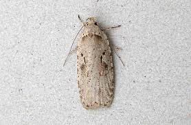 Attēlu rezultāti vaicājumam “Agonopterix ocellana”