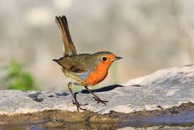 Image result for Erithacus rubecula
