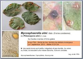 Attēlu rezultāti vaicājumam “Mycosphaerella ulmi”