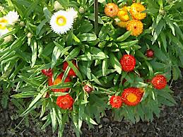 Image result for Helichrysum bracteatum