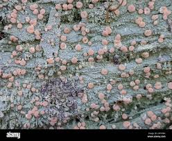 Attēlu rezultāti vaicājumam “Icmadophila ericetorum”