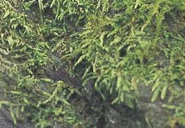 Attēlu rezultāti vaicājumam “Platyhypnidium riparioides”