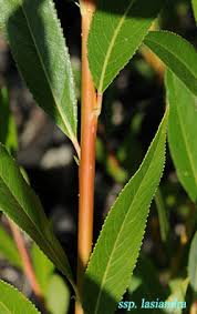 Attēlu rezultāti vaicājumam “Salix triandra fruit”