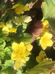 Attēlu rezultāti vaicājumam “Waldsteinia geoides flower”