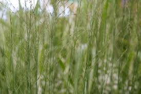 Attēlu rezultāti vaicājumam “Molinia caerulea leaf”