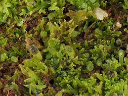 Attēlu rezultāti vaicājumam “Riccardia palmata”