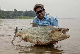 Image result for Goliath Tigerfish