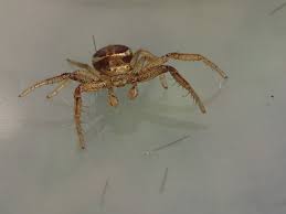 Attēlu rezultāti vaicājumam “Xysticus ulmi”