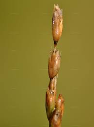 Attēlu rezultāti vaicājumam “Danthonia decumbens bud”