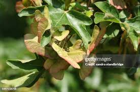 Attēlu rezultāti vaicājumam “Acer campestre fruit”