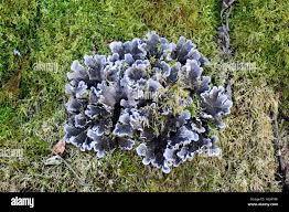 Attēlu rezultāti vaicājumam “Peltigera canina”