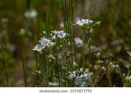 Attēlu rezultāti vaicājumam “Cerastium arvense flower”