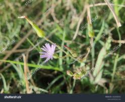 Attēlu rezultāti vaicājumam “Lactuca tatarica flower”