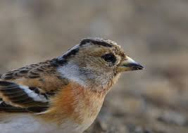 Attēlu rezultāti vaicājumam “Fringilla montifringilla female”