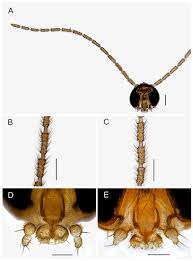 Attēlu rezultāti vaicājumam “Sciaridae”