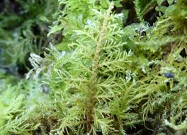 Attēlu rezultāti vaicājumam “Thuidium tamariscinum”