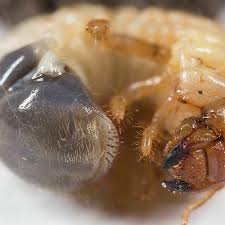 Attēlu rezultāti vaicājumam “Phyllopertha horticola imago”