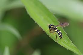 Attēlu rezultāti vaicājumam “Xanthogramma sp.”