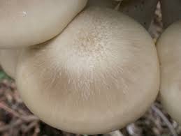 Attēlu rezultāti vaicājumam “Hypsizygus ulmarius”