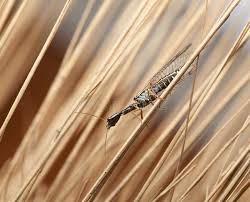 Attēlu rezultāti vaicājumam “Raphidia larva”