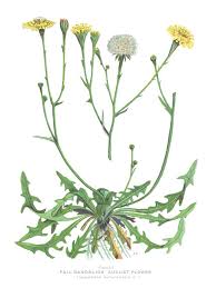 Attēlu rezultāti vaicājumam “Leontodon autumnalis”