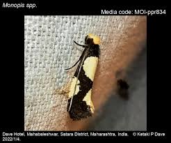 Attēlu rezultāti vaicājumam “Monopis monachella”