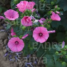 Image result for Lavatera trimestris