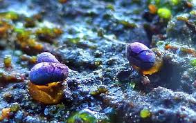 Attēlu rezultāti vaicājumam “Colloderma oculatum spores”