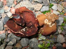 Attēlu rezultāti vaicājumam “Peziza badia”