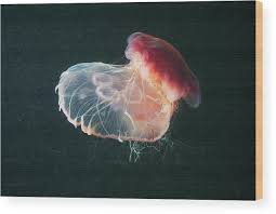 Image result for Cyanea capillata