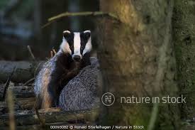 Attēlu rezultāti vaicājumam “Meles meles adult”