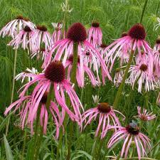Image result for Echinacea pallida