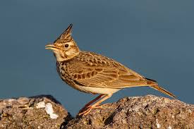 Attēlu rezultāti vaicājumam “Galerida cristata adult”